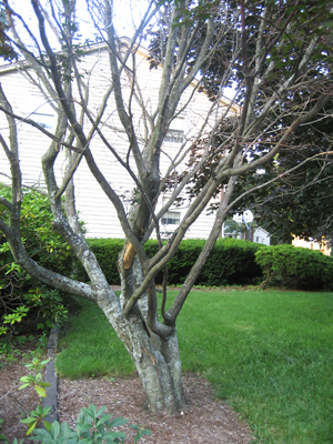 maple tree dead branches maple japanese maple tree dead branches maple japanese