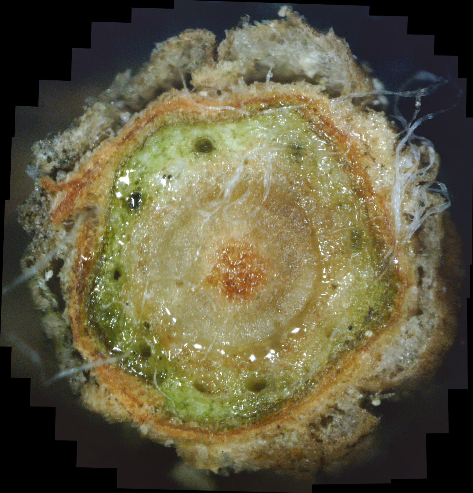 White Canker Tree And Shrub Disease Figure