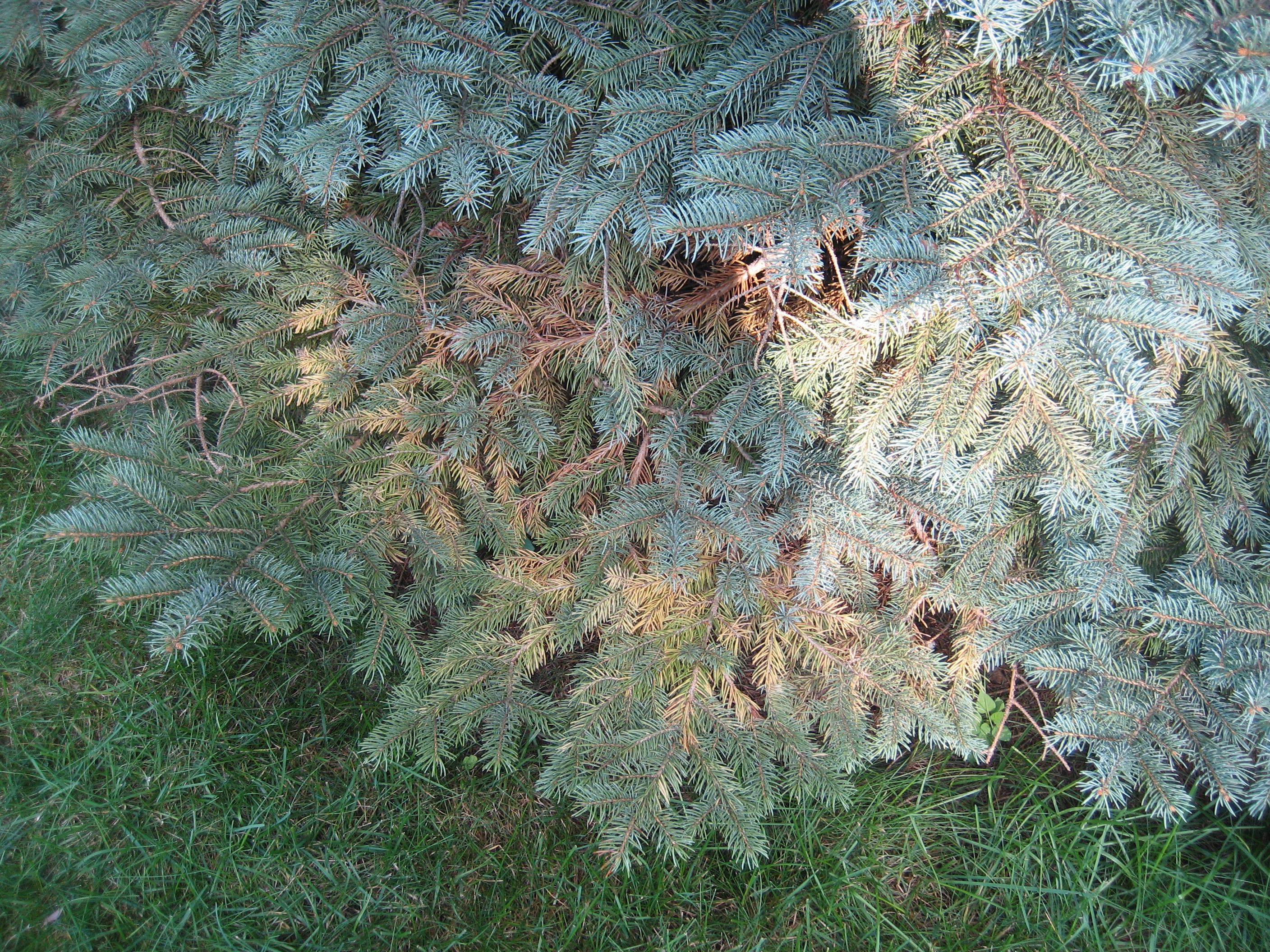 Spruce Blue 1